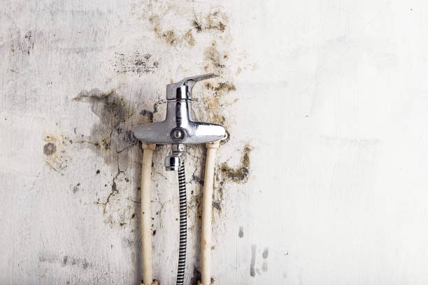 Lakeville, MN Mold Removal Company