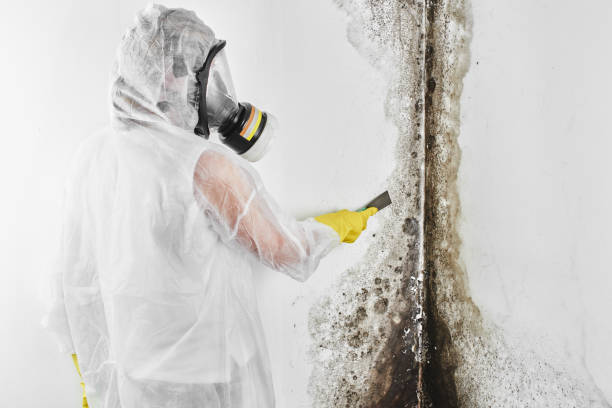 Best Crawl Space Mold Removal  in Lakeville, MN