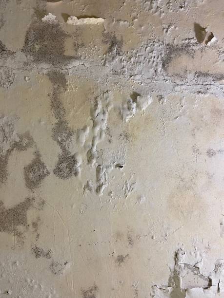 Best Black Mold Removal  in Lakeville, MN