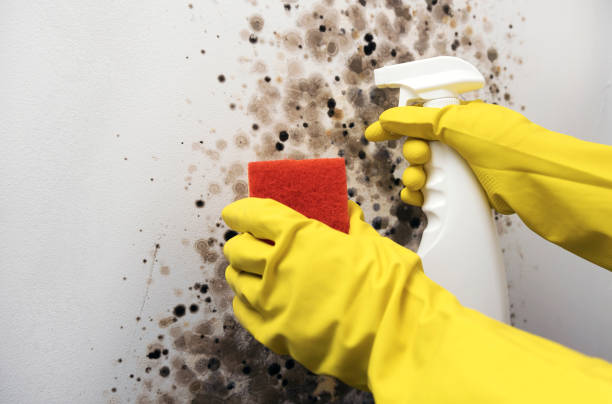 Best Toxic Mold Removal  in Lakeville, MN