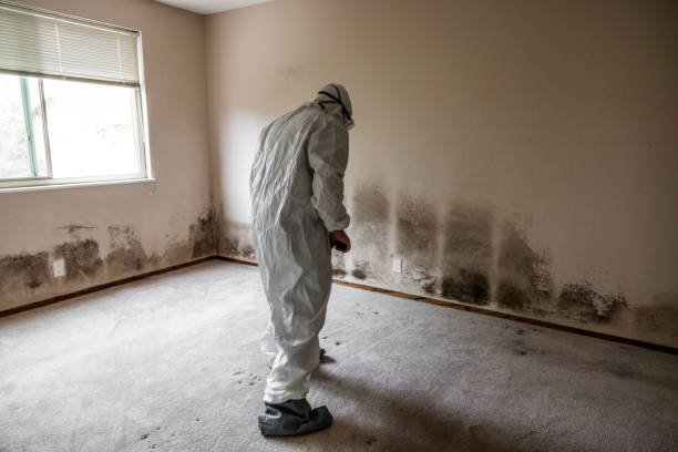 Mold Removal Process in Lakeville, MN