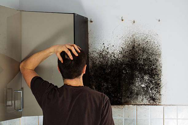Best Mold Testing  in Lakeville, MN