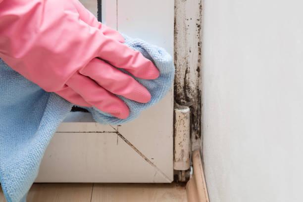 Best Emergency Mold Removal  in Lakeville, MN
