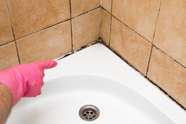 Best Fast Mold Removal  in Lakeville, MN